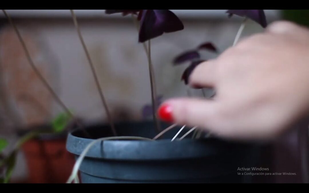 TALLER AUDIOVISUAL PARA MUJERES… REVOLTOSAS